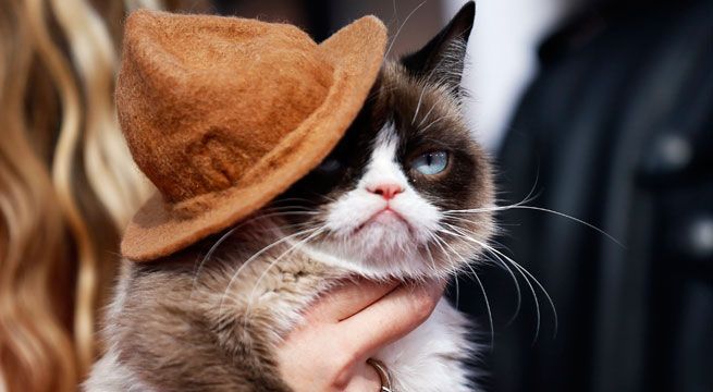 Grumpy Cat, la gata gruñona de los memes, muere a los siete años