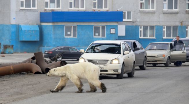 Osa polar perdida es llevada a zoo siberiano para recibir tratamiento