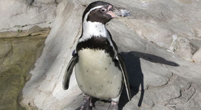 Huarmey: cae sujeto que lucraba con pingüino en cautiverio