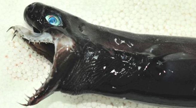 «Tiburón alien»: la aterradora especie con mandíbula extensible es hallado en Taiwán