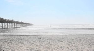 Playas de Pimentel en alerta por picaduras de ‘tapaderas’