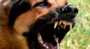 Chile: niña sufrió al menos 11 mordeduras tras ataque de jauría de perros