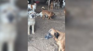Piden ayuda para reubicar a perros rescatados de albergue