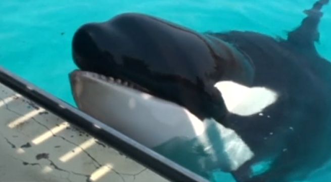 Conoce a Wikie, la orca que aprendió a saludar en inglés