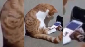 Reacción de gato que ve imagen de su dueña fallecida conmueve al mundo