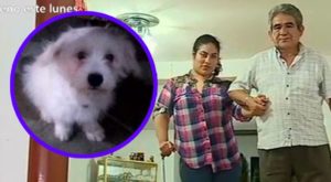 Persona con discapacidad sufrió robo de perro guía en Villa María del Triunfo