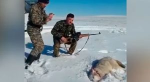 YouTube: lobo ‘resucitó’ tras ser baleado para vengarse de su cazador
