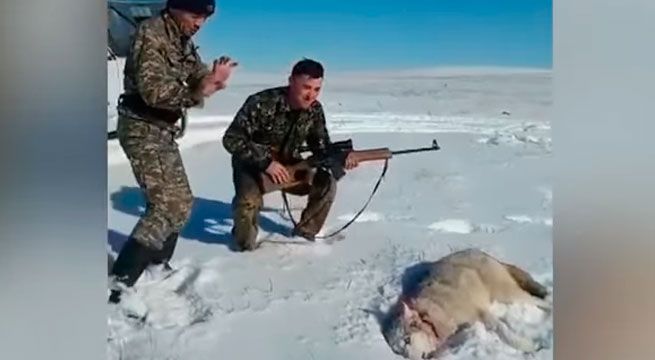 YouTube: lobo ‘resucitó’ tras ser baleado para vengarse de su cazador