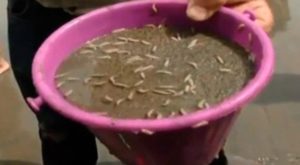 Chorrillos: aparecen gusanos en playa Pescadores