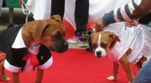 Huancayo: perritos se casan en tierno matrimonio masivo por San Valentín