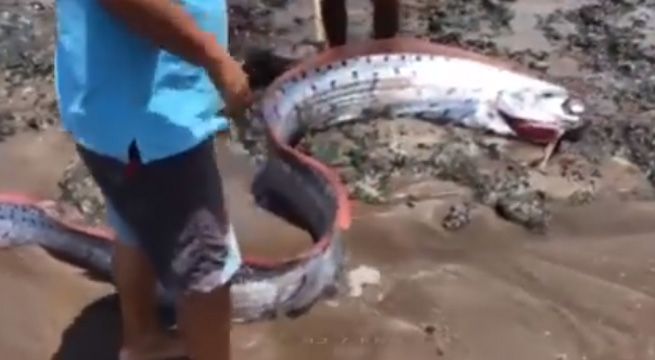 Tacna: extraño pez gigante apareció en playa y causó conmoción entre cientos de bañistas