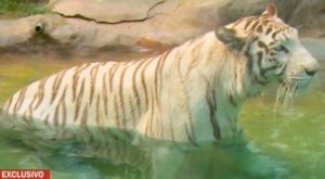 Conoce a ‘Civa’, la preciosa tigresa blanca del zoológico de Huachipa