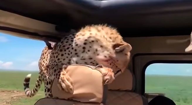 YouTube: ¿Qué hacer cuando dos guepardos interceptan tu viaje en el safari?