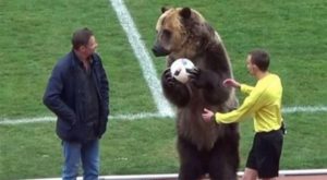 (Video) Un oso realiza el saque de honor en un partido de fútbol en Rusia