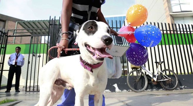 «Pirata»: perro que cayó de taxi en la vía Expresa ya tiene nuevo hogar