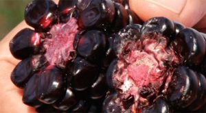 El maíz morado contaminado con hongos puede ser cancerígeno