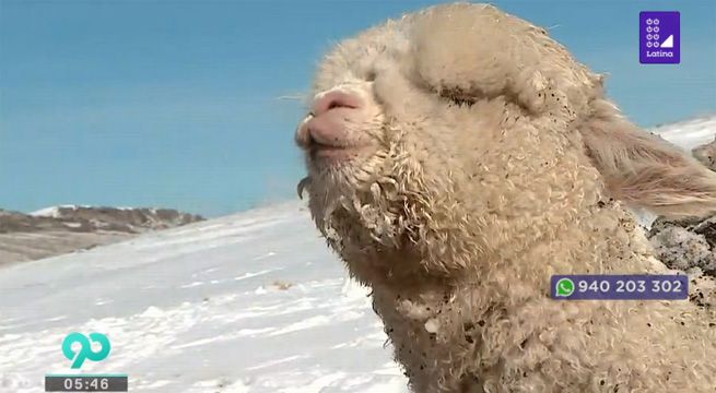 Arequipa: 20% de auquénidos mueren por bajas temperaturas en Caylloma