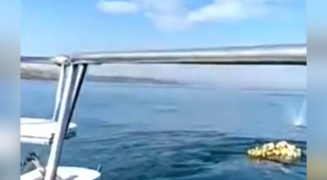 Tumbes: liberan a ballena jorobada atrapada en red de pescar