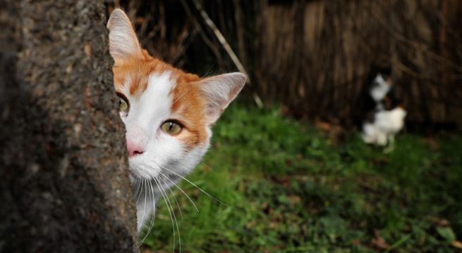 Minino es premiado como el Gato Británico del Año por salvar la vida de su dueña