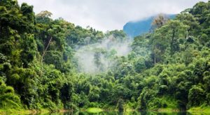 Extraño animal es avistado en la selva de Bolivia y sorprende a los científicos