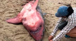 Un tiburón con el cuerpo rojo aparece muerto y en su interior encuentran pesas