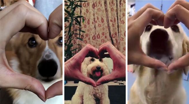 El «Snoot Challenge», el nuevo reto viral de los amantes de los perros
