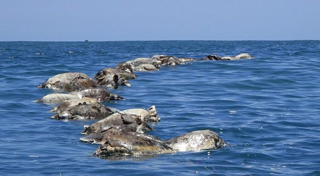 México: hallan muertas a 300 tortugas marinas en peligro de extinción