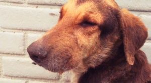 Cruzada por la vida: Alerta por más de 6 millones de perros abandonados