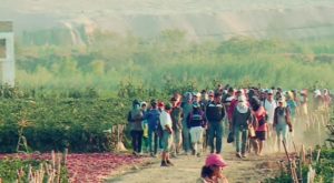 Reporte Semanal: los campos de la explotación en Casma