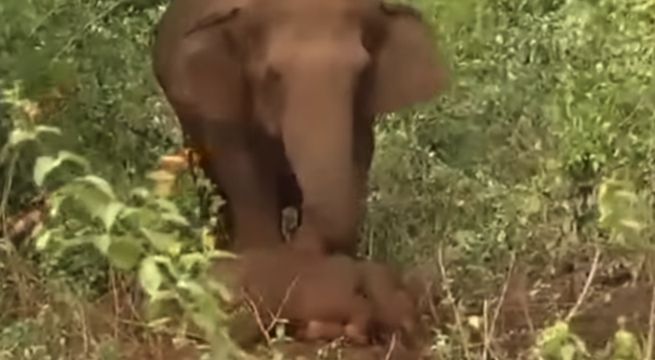 Madre elefante intentó revivir por 24 horas a su cría muerta