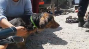 Tacna: Sujeto acribilló a mascotas en la vía pública y dos perros resultaron muertos