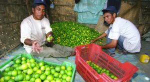 Precio del kilo de limón se incrementa hasta en 7 soles