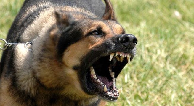 Dueños de mascotas agresivas pagarán 1 UIT si estas atacan