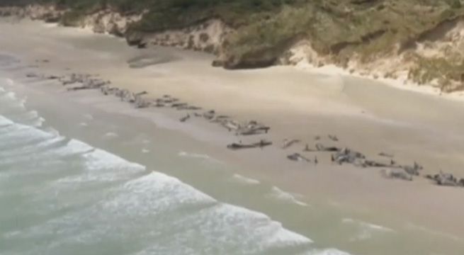 Nueva Zelanda: 145 ballenas mueren tras quedar varadas en playa