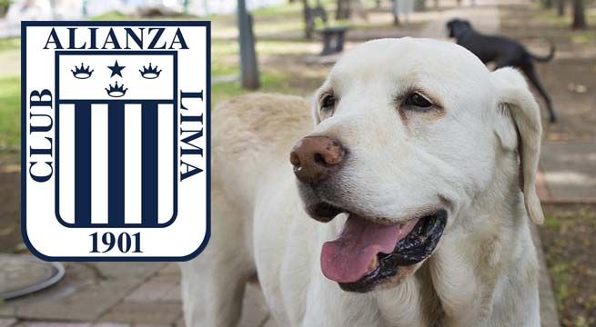 Alianza Lima lanza línea oficial de camisetas para mascotas