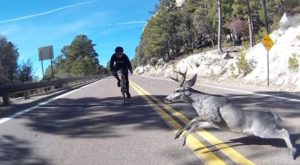 Ciclista choca con ciervo mientras manejaba a toda velocidad (Video)