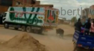 Maltrato animal: graban a conductor arrastrando a toro en carretera de Puno