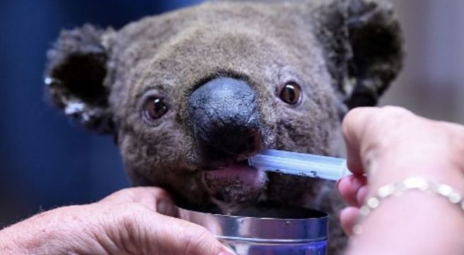 Murió Lewis, el koala rescatado de los incendios forestales en Australia