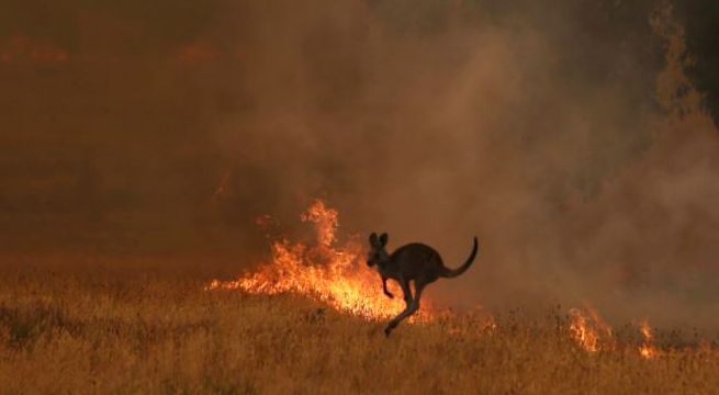 Australia: 480 millones de animales muertos por incendios forestales