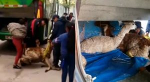 Maltrato animal: llama es arrastrada y subida a maletera de bus en el Cusco [VIDEO]