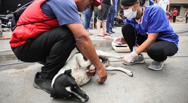 Villa El Salvador: veterinarios brindan atención gratuita a perritos afectados