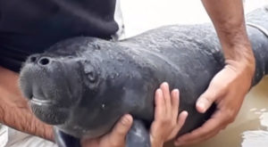 Manatí bebé es rescatada en la frontera de Perú y Colombia