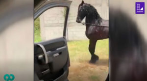 Caballo se suma al ‘Chona Challenge’ y se vuelve sensación en las redes sociales