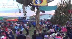 Hombre muere al caerle árbol durante yunza en Puno