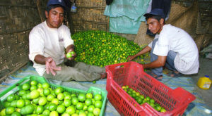 Precio del kilo de limón se dispara hasta en S/7