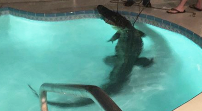 Cocodrilo de 3 metros aparece en la piscina de una familia de Florida