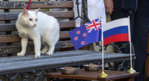 El gato Aquiles será el oráculo del Mundial Rusia 2018