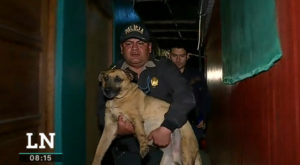 Lurín: perrito que era maltratado fue rescatado por la Policía