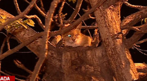 Policía rescata a gato atrapado por horas en árbol de Jesús María