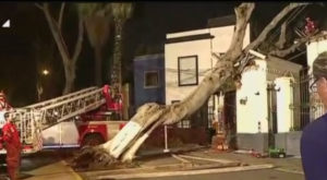 Barranco: árbol de más de 100 años cayó sobre casona en avenida Pedro de Osma